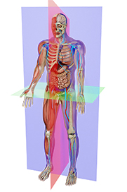 General Anatomy