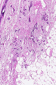 Histology