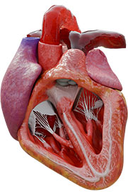 Cardiac Physiology